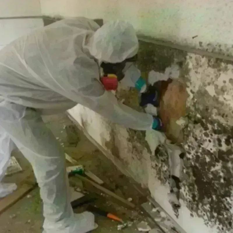 Mold Remediation and Removal in Woodlyn, PA